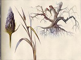 シベリアII 日本語版