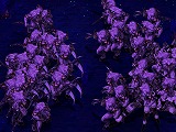 画像ギャラリー No.001のサムネイル画像 / レベル200の強敵が押し寄せてくる「混沌の洞窟」が，「ルニア戦記に」