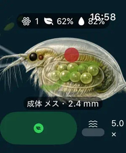 ミジンコ:生態観察ゲーム