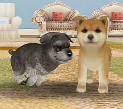 画像ギャラリー No.009のサムネイル画像 / 2014年のガマニアデジタルエンターテインメントは,スマートフォンアプリを続々とリリース。同社の今後の事業展開について,浅井 清社長と中島秀樹氏に聞いた