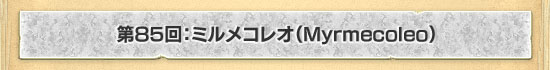 第85回:ミルメコレオ(Myrmecoleo)
