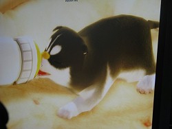 画像ギャラリー No.006のサムネイル画像 / ［G★2008＃04］完全新作とアップデートされた未発売作が遊び放題のネクソンブースレポート