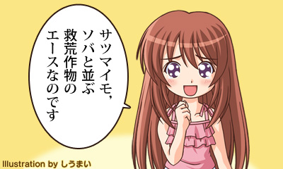 サツマイモ，ソバと並ぶ救荒作物のエースなのです
