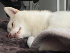 男色ディーノのゲイムヒヒョー ゼロ：第722回「相手のことを分かろうとする心」