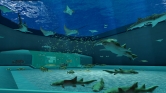 画像ギャラリー No.021のサムネイル画像 / 沖縄美ら海水族館「黒潮の海」がPS Home内でバーチャル再現