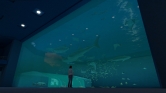 画像ギャラリー No.023のサムネイル画像 / 沖縄美ら海水族館「黒潮の海」がPS Home内でバーチャル再現