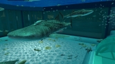 画像ギャラリー No.025のサムネイル画像 / 沖縄美ら海水族館「黒潮の海」がPS Home内でバーチャル再現
