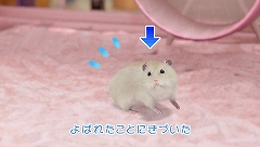 画像ギャラリー No.004のサムネイル画像 / エイチアイ,PSP向けダウンロード専用コンテンツ「ハムスターチャンネル」を12月中旬に配信