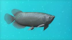 画像ギャラリー No.006のサムネイル画像 / 「ブルーオアシス〜魚の癒し空間〜」,PS3に登場。明日配信