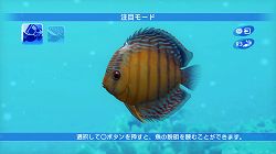 画像ギャラリー No.009のサムネイル画像 / 「ブルーオアシス〜魚の癒し空間〜」,PS3に登場。明日配信