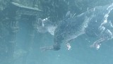 人喰いの大鷲トリコ