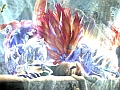 PS3/Xbox 360版「真・三國無双 MULTI RAID Special」の新要素を公開，南中王「孟獲」も登場