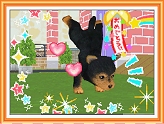 画像ギャラリー No.004のサムネイル画像 / 2匹同時に仔犬の育成が可能になった，NDS「かわいい仔犬DS3」が3月18日発売