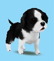 画像ギャラリー No.002のサムネイル画像 / ピンクのパンダ？ボタンペンギン？「ペットショップ物語DS 2」，赤ちゃんペットが生まれる「お見合い」や世話の内容を知っておこう