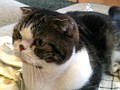 マフィア梶田の二次元が来い！：第4回：「ハチミツとクローバーなストリートファイターが抱くルサンチマン」