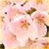 画像ギャラリー No.001のサムネイル画像 / 「Mr.CEO」,お花見イベントを開催。「桜花」の所持数を競うランキングも