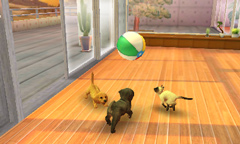 画像ギャラリー No.002のサムネイル画像 / トイ・プードルか柴犬か。最初に飼う子犬はどれにする？　「nintendogs ＋ cats」の公式サイトで3種類のパッケージ詳細が明らかに