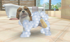 画像ギャラリー No.003のサムネイル画像 / トイ・プードルか柴犬か。最初に飼う子犬はどれにする？　「nintendogs ＋ cats」の公式サイトで3種類のパッケージ詳細が明らかに