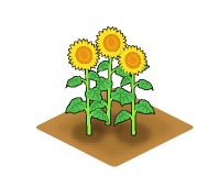 画像ギャラリー No.002のサムネイル画像 / 牧場を夏らしい雰囲気に。「みんなで牧場物語」，ヒマワリが期間限定で登場