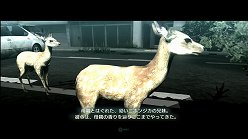 画像ギャラリー No.003のサムネイル画像 / 母親とはぐれた小鹿や家族を守るライオンの運命はいかに。「TOKYO JUNGLE」の過酷な環境を生きる動物達のストーリーを紹介