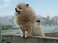 「TOKYO JUNGLE」のテレビCM「地獄動物園」篇が公開に。もしかしたら，本当にポメラニアンが頂点に立っちゃうかも？