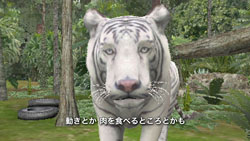 画像ギャラリー No.009のサムネイル画像 / 東武動物公園の飼育係が「アニマルリゾート」に挑戦，3本の映像が公開に