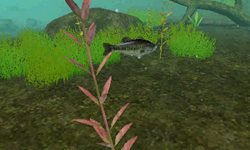 画像ギャラリー No.010のサムネイル画像 / アスキー・メディアワークス，リアルバスフィッシングゲーム「FISH ON」を6月9日に発売。水中をのんびり眺められる水中鑑賞モードを搭載