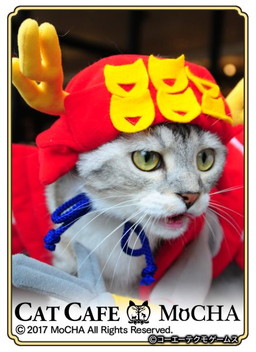 画像ギャラリー No.005のサムネイル画像 / 「のぶニャがの野望」と猫カフェ「MoCHA」のコラボが開催。実写カードが登場
