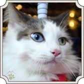画像ギャラリー No.007のサムネイル画像 / 「のぶニャがの野望」と猫カフェ「MoCHA」のコラボが開催。実写カードが登場