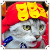 画像ギャラリー No.008のサムネイル画像 / 「のぶニャがの野望」と猫カフェ「MoCHA」のコラボが開催。実写カードが登場
