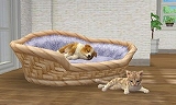nintendogs + cats 柴 & Newフレンズ