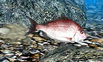 画像ギャラリー No.008のサムネイル画像 / マーベラスエンターテイメント,3DS専用タイトル「Fish Eyes 3D」を2011年6月23日に発売。3D立体視で,さらにダイナミックになった釣りが楽しめる