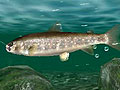 マーベラスエンターテイメント，3DS専用タイトル「Fish Eyes 3D」を2011年6月23日に発売。3D立体視で，さらにダイナミックになった釣りが楽しめる