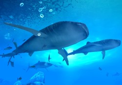 画像ギャラリー No.013のサムネイル画像 / 中 裕司氏がプロデューサーを務めるWii用釣りゲーム「ファミリーフィッシング」,バンダイナムコゲームスより2011年8月4日発売