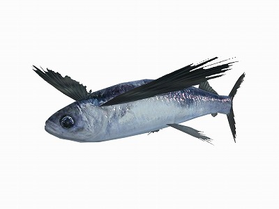 画像ギャラリー No.006のサムネイル画像 / 「ファミリーフィッシング」,新たな魚「トビウオ」が釣れるように