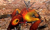 画像ギャラリー No.409のサムネイル画像 / まもなく狩猟解禁！ 「モンスターハンター4」はどう進化しているのか，新要素や公式情報などをギュギュッと凝縮。500点以上の画像とともに総まとめ