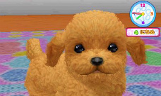 画像ギャラリー No.007のサムネイル画像 / ペット育成シミュレーション「かわいい仔犬3D」が12月15日発売。ミニチュアダックスフンドやトイプードルなど12犬種と一緒に遊べる