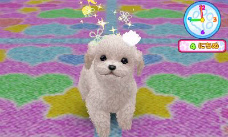 画像ギャラリー No.009のサムネイル画像 / ペット育成シミュレーション「かわいい仔犬3D」が12月15日発売。ミニチュアダックスフンドやトイプードルなど12犬種と一緒に遊べる