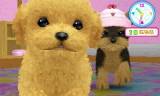 かわいい仔犬3D