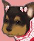 画像ギャラリー No.004のサムネイル画像 / 「わんこのお部屋forモバゲー」がiOSに対応。3つのイベントも開催中
