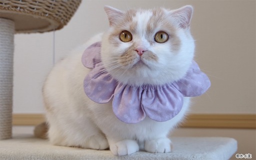 画像ギャラリー No.006のサムネイル画像 / 「フェアリードール」がSNSで人気の猫「ホイップちゃん&うなぎちゃん」とのコラボを実施