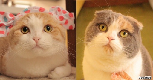 画像ギャラリー No.007のサムネイル画像 / 「フェアリードール」がSNSで人気の猫「ホイップちゃん&うなぎちゃん」とのコラボを実施
