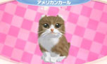 画像ギャラリー No.003のサムネイル画像 / 「かわいい子猫3D」が12月13日に発売。アメリカンショートヘアやロシアンブルーなど人気の猫達の飼い主になって絆を深めよう
