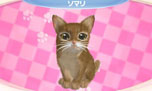 画像ギャラリー No.007のサムネイル画像 / 「かわいい子猫3D」が12月13日に発売。アメリカンショートヘアやロシアンブルーなど人気の猫達の飼い主になって絆を深めよう