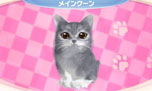 画像ギャラリー No.009のサムネイル画像 / 「かわいい子猫3D」が12月13日に発売。アメリカンショートヘアやロシアンブルーなど人気の猫達の飼い主になって絆を深めよう