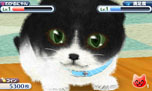 画像ギャラリー No.029のサムネイル画像 / 「かわいい子猫3D」が12月13日に発売。アメリカンショートヘアやロシアンブルーなど人気の猫達の飼い主になって絆を深めよう