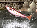 「Fish Hunt 世界を釣れ！」，明日からのオープンサービスを控えて，最新釣りスポットの情報を公開