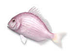 画像ギャラリー No.015のサムネイル画像 / 「Fish Hunt 世界を釣れ！」の正式サービスが本日スタート。上級者向けの魚「ハイエンドフィッシュ」が実装されたほか，有料アイテムの販売も開始