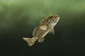 画像ギャラリー No.005のサムネイル画像 / 「Fish Hunt 世界を釣れ！」，東南アジアに位置する4つの釣り場を実装