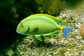 画像ギャラリー No.008のサムネイル画像 / 「Fish Hunt 世界を釣れ！」，東南アジアに位置する4つの釣り場を実装